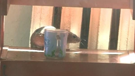 Антисанитария и крысы  в туберкулёзной больнице Кишинева