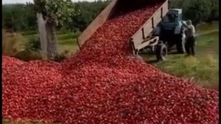 Как извлечь пользу из выброшенных на обочину фермером яблок? Вам расскажет Ион Чебан. Любая человеческая беда идет ему на пользу