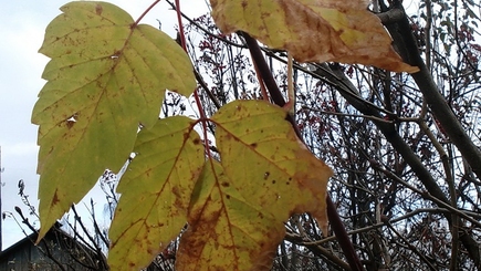 Лупу и Филат листья, а Урекян - корень?