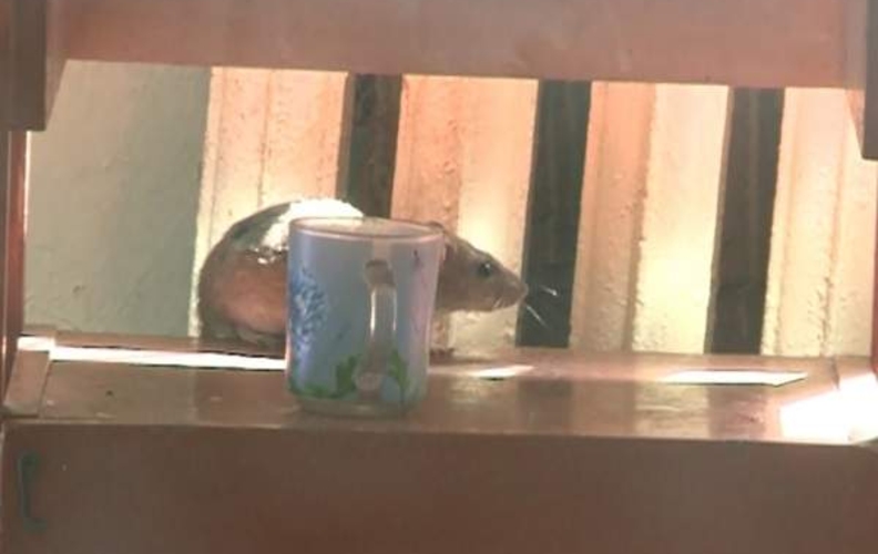 Антисанитария и крысы  в туберкулёзной больнице Кишинева