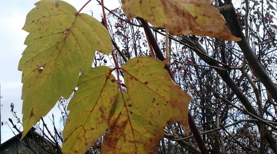 Лупу и Филат листья, а Урекян - корень?