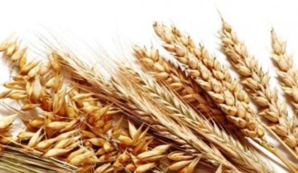 В 2017 г. урожайность пшеницы в Молдове выросла почти на 20%