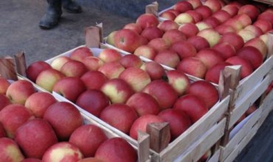 Канада готова импортировать молдавские фрукты