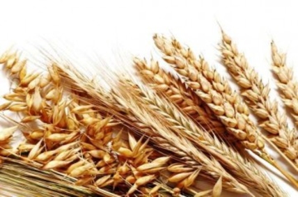 В 2017 г. урожайность пшеницы в Молдове выросла почти на 20%