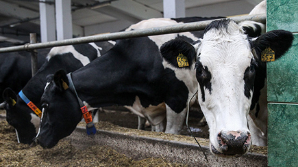 В Россельхознадзоре нашли основания для запрета всей белорусской говядины
