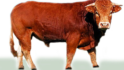 Лидеры молдавского бизнеса. В селе Брэвичены на ферме разводят коров мясной лимузинской породы