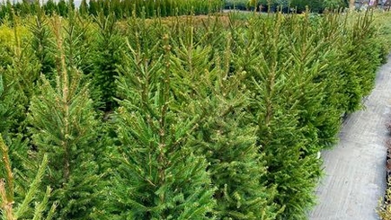 В столичных питомниках уже продают живые ели