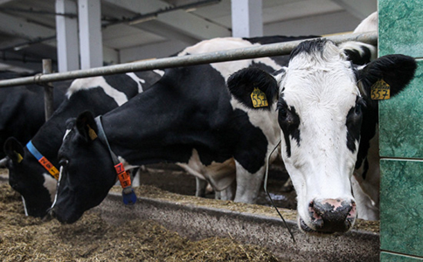 В Россельхознадзоре нашли основания для запрета всей белорусской говядины