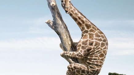 Жирафы и кружевные трусы