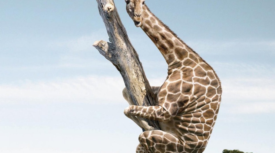 Жирафы и кружевные трусы