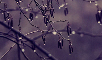 В Молдове объявлен желтый код метеоопасности из-за заморозков