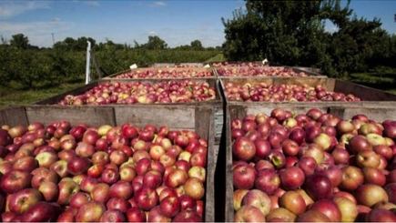 Россельхознадзор вводит ограничения на ввоз овощной продукции из РМ с 15 августа