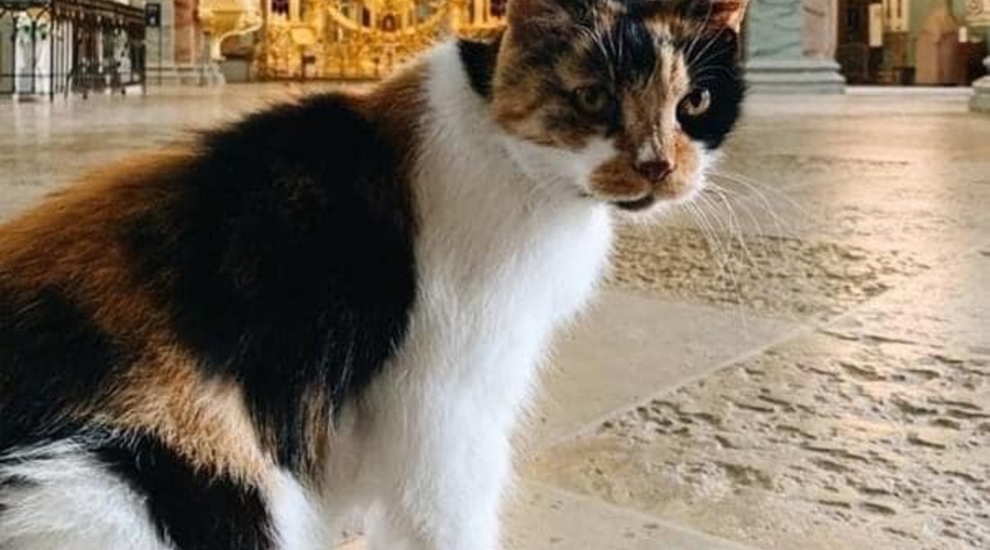 Кошка - хранительница