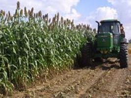 Создание «сорговой индустрии»- шанс для  благополучия  Республики   Молдова.