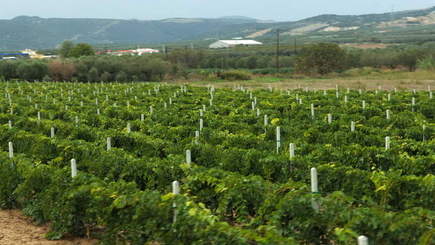 В Хынчештax загорелись виноградники