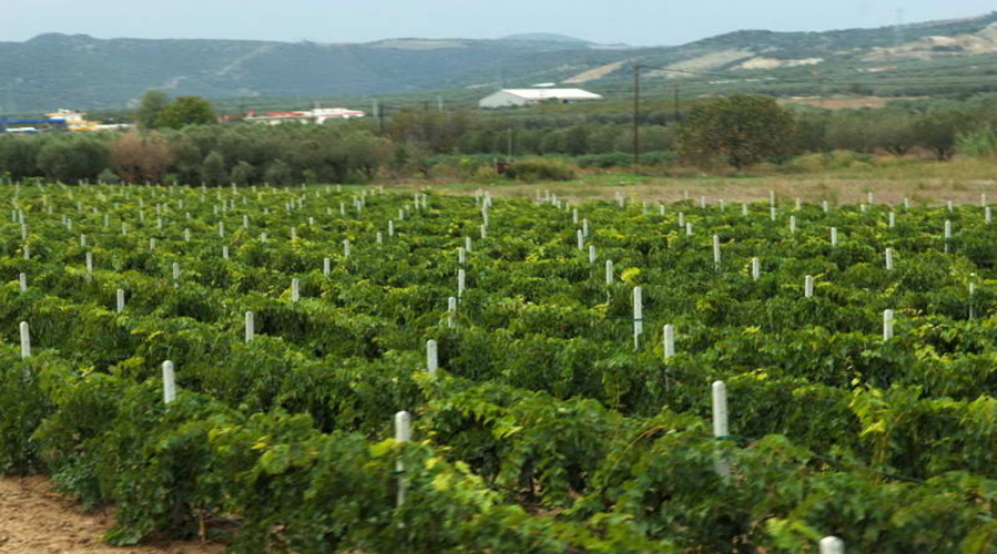 В Хынчештax загорелись виноградники