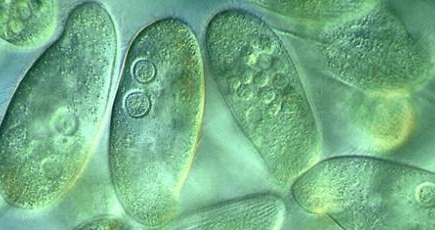 Политическая идентичность. Партии №№ 1, 2, 3, 4. 5 и т.д.