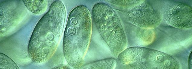 Политическая идентичность. Партии №№ 1, 2, 3, 4. 5 и т.д.