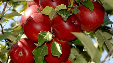 В РФ не пустили почти 20 т яблок из РМ