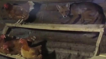 Лисы атакуют Бельцы