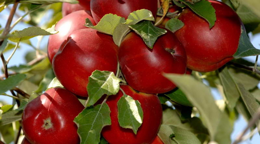 В РФ не пустили почти 20 т яблок из РМ