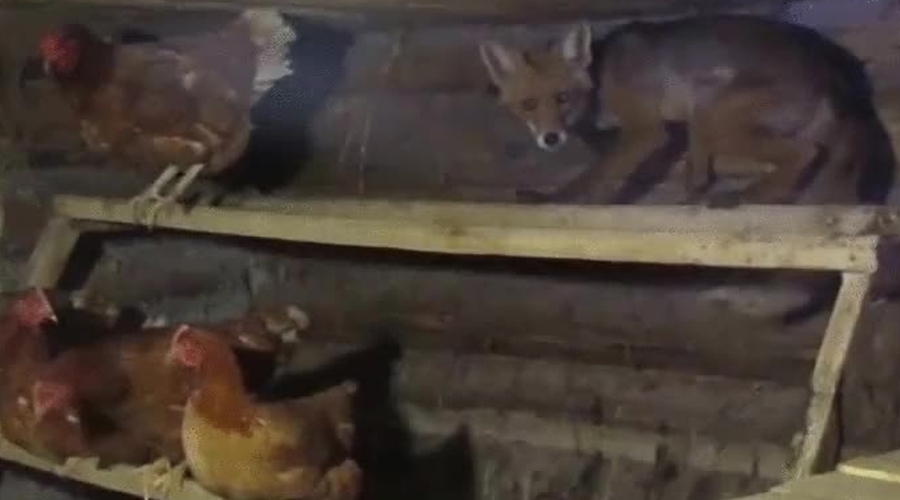 Лисы атакуют Бельцы