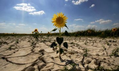 Лозунги и реалии плодоовощного рынка Молдовы