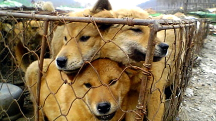 В России стали продавать собачатину официально