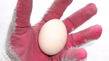 Игорь Боцан: Яйца у СДП есть...