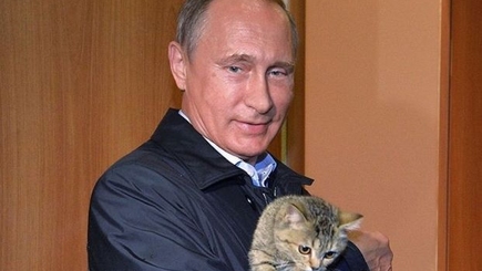 Россельхознадзор рассказал о создании вакцины от COVID-19 для кошек