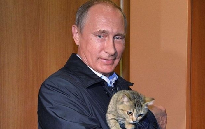 Россельхознадзор рассказал о создании вакцины от COVID-19 для кошек