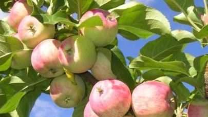 Эмбарго  на молдавские яблоки бьет и по России