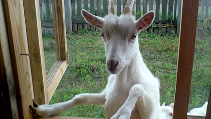 Молдавские овцы и козы остались без внимания государства