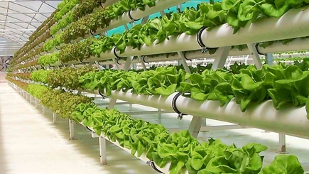 В Молдове планируют начать выращивать овощи на гидропонике