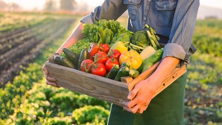 В Молдове запущена платформа по продаже органических продуктов
