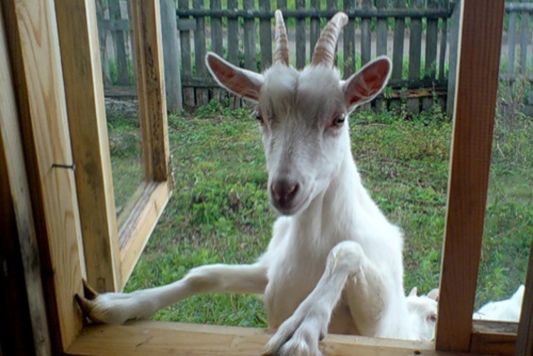 Молдавские овцы и козы остались без внимания государства