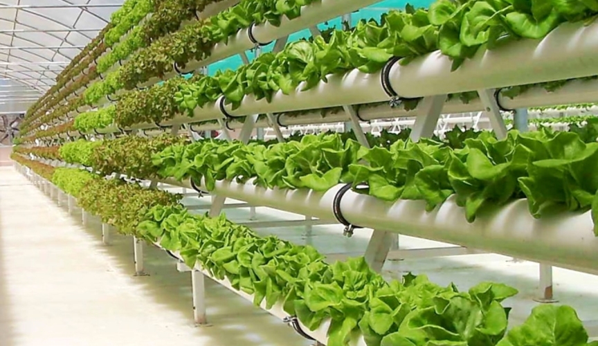 В Молдове планируют начать выращивать овощи на гидропонике