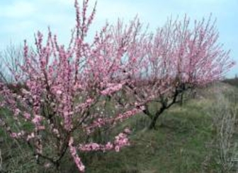 Состояние озимых в Слободзейском районе хорошее. Аграрии готовятся к весне