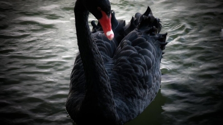 В ожидании черного лебедя