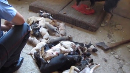 Приднестровская живодерня (Осторожно, шокирующее видео)