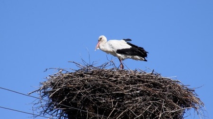 Михаил Визитиу: В национальных интересах? Чьих?