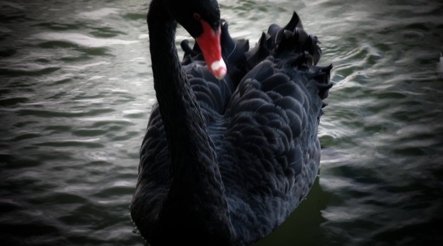 В ожидании черного лебедя