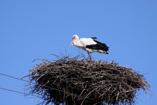 Михаил Визитиу: В национальных интересах? Чьих?