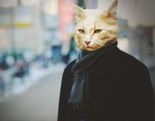 Мексиканский кот набрал около 600 голосов