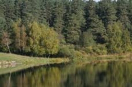 В минувшем году прибыль от деятельности лесохозяйственных предприятий составила 175 тысяч долларов