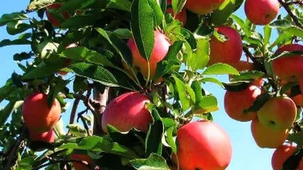 Проект «Сад Молдовы», с финансированием 120 млн. евро, был ратифицирован