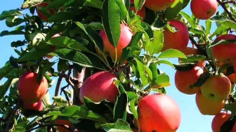 Проект «Сад Молдовы», с финансированием 120 млн. евро, был ратифицирован