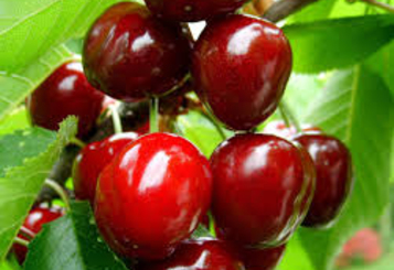 В Ботаническом саду проходит фестиваль „La Cireşe”