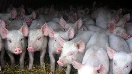 Датские бизнесмены будут производить в РМ свинину