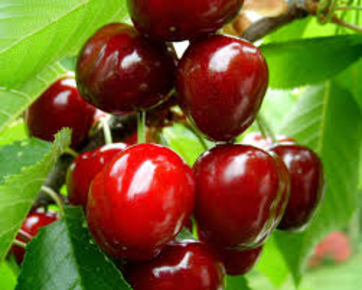 В Ботаническом саду проходит фестиваль „La Cireşe”